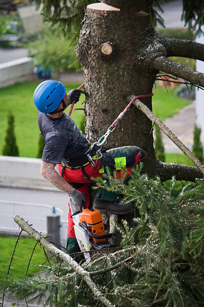 Mulching Services in Lake Wilderness, VA